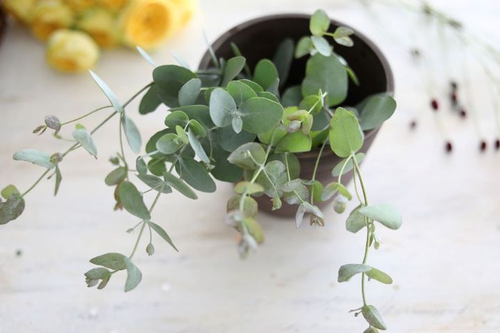 ユーカリを入れる