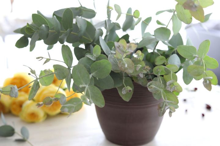 ユーカリを入れる