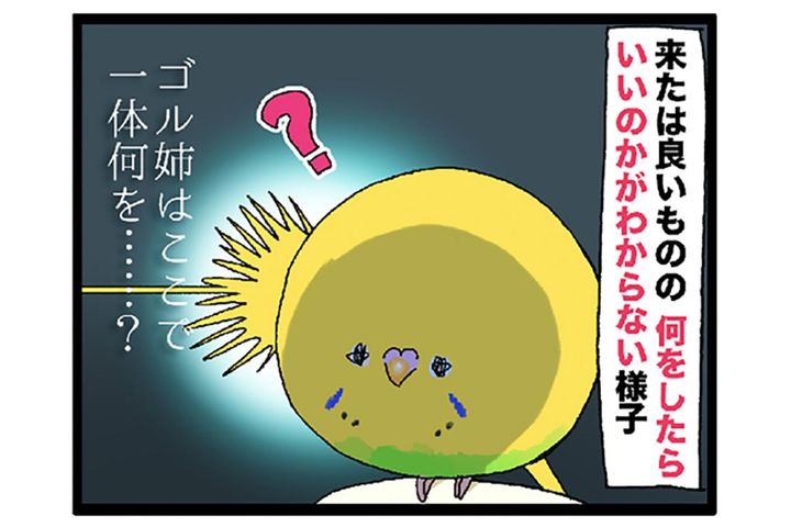 食べたい、真似したい、かわいすぎ！ダイエット中のセキセイインコ奮闘記【鳥マンガ #137】