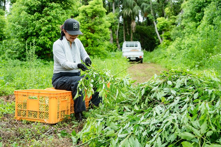 開聞山麓香料園