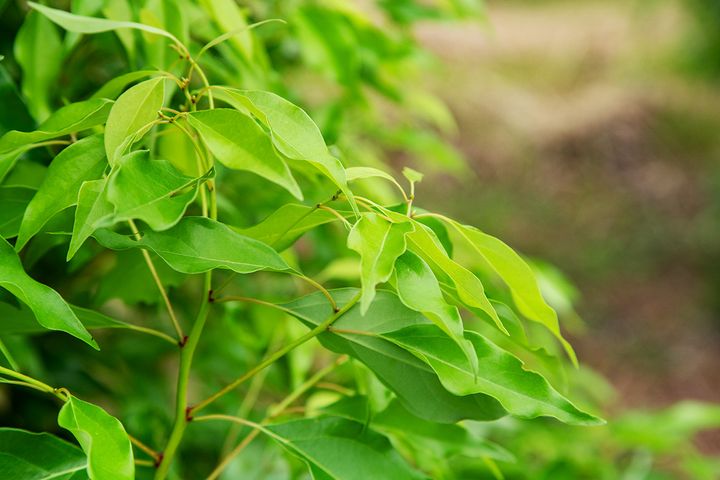 開聞山麓香料園