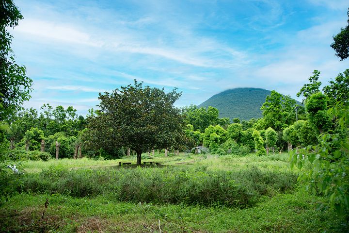 開聞山麓香料園