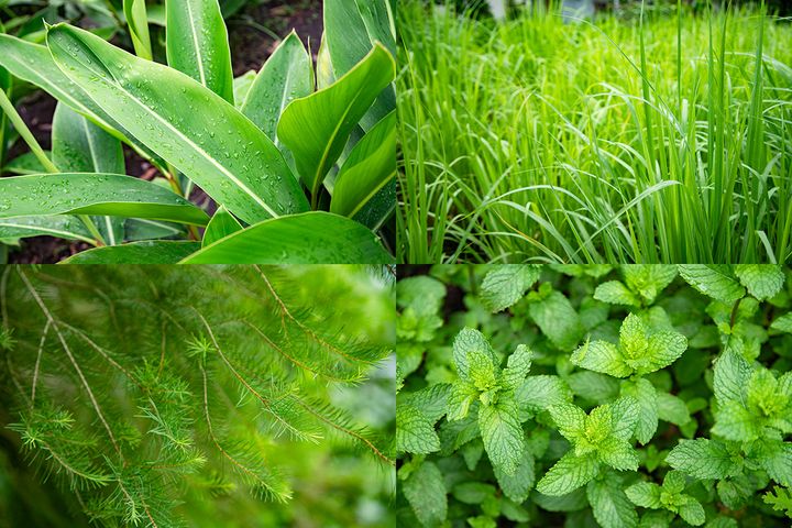 ヴィ―ナスターオーガニクス