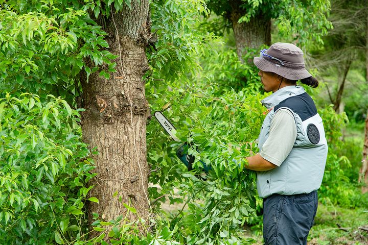 開聞山麓香料園