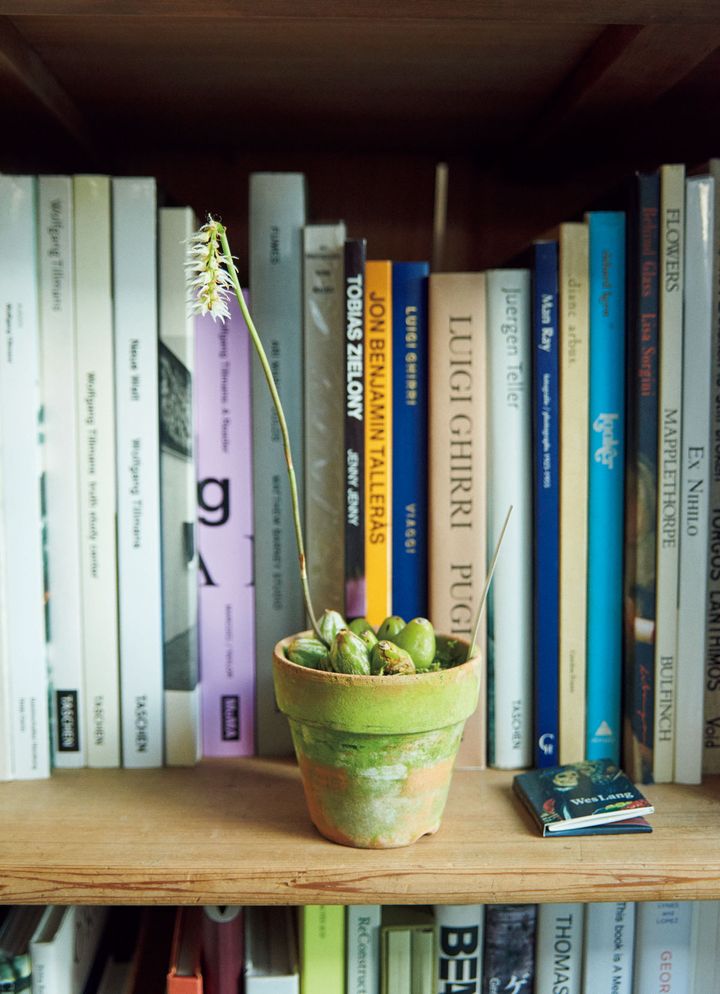 仕事場の本棚に飾られたミャンマー原産のバルボフィラムの不明種