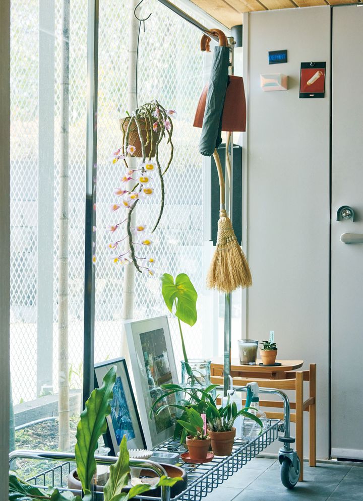 デンドロビウム プリムリナム