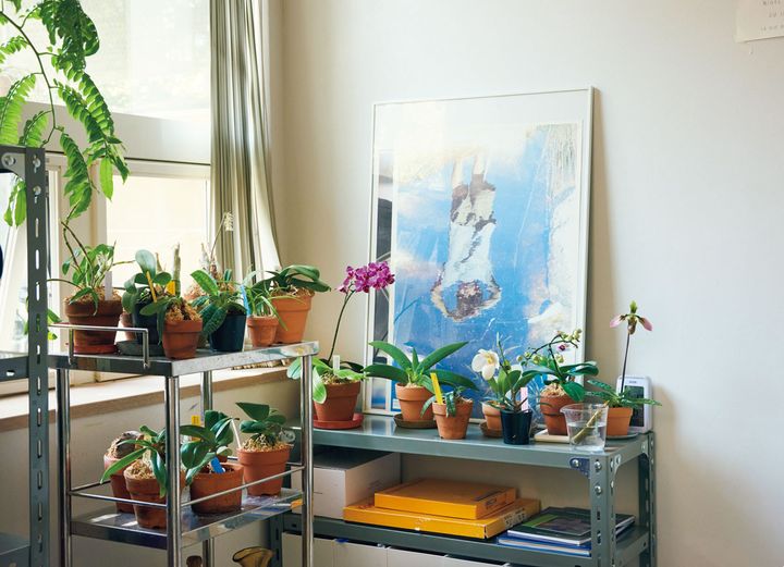 より日光が必要な蘭は仕事場のベランダで栽培