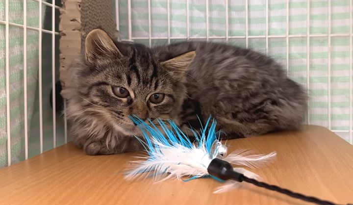 猫じゃらしに興味津々の子猫