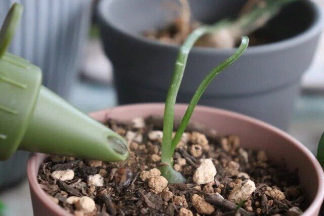 ダイソーの使い分けジョウロ（ミッキーマウス）3