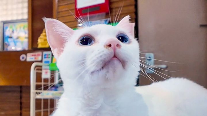 ホテルで迎えてくれた猫