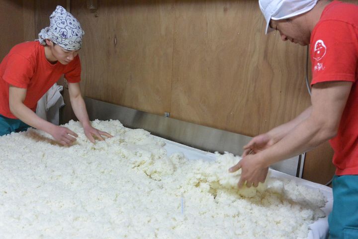 麹室で種麹をふったあと切り返しをする澄川さん