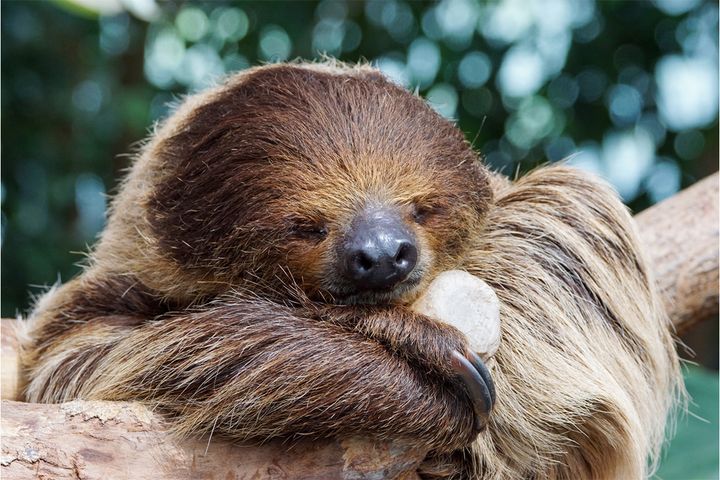 一般的なフタユビナマケモノ