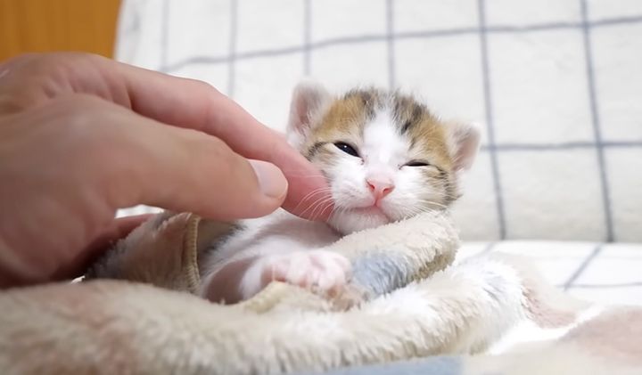 撫でられる子猫