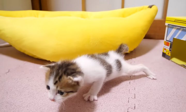 大冒険する子猫