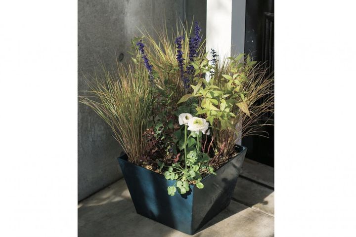 草姿と花で一年中楽しめる！「宿根草」のロングライフ寄せ植え【ガーデニング】