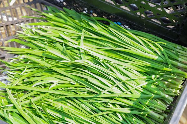 生活クラブの冷凍餃子がリニューアル！丹精國鶏と平田牧場の豚肉をプラスして肉感UP