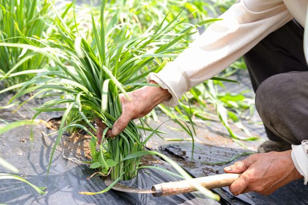生活クラブの冷凍餃子がリニューアル！丹精國鶏と平田牧場の豚肉をプラスして肉感UP