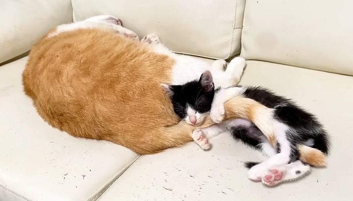 先住猫のシッポを抱いて眠る子猫