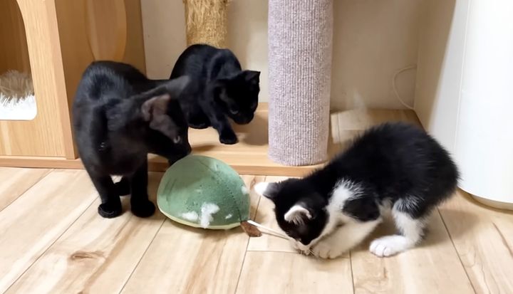 黒猫達と遊ぶ子猫