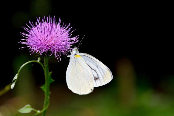 ノアザミとモンシロチョウ