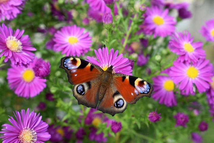 クジャクアスターにとまるクジャクチョウ