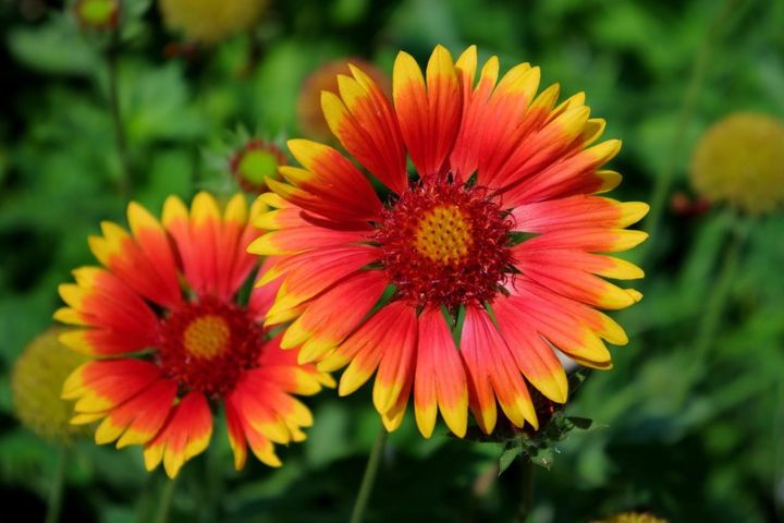 10月25日の花とは？【366日の誕生花と幸せの花言葉】