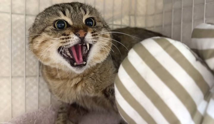 シャーと威嚇する猫