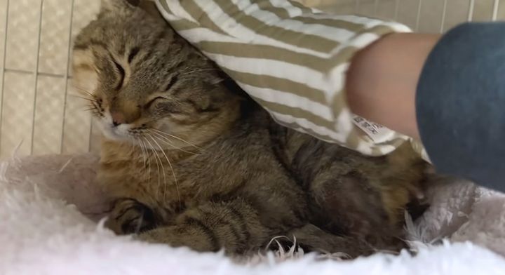 頭を撫でられる猫