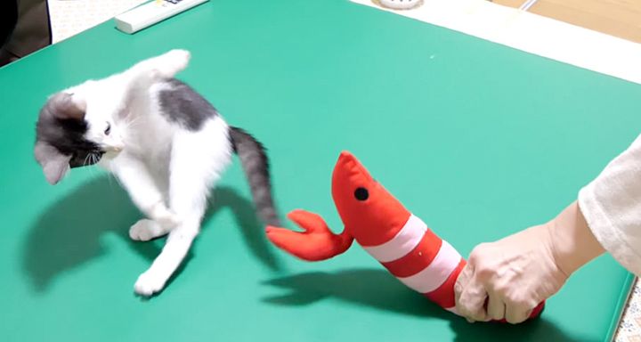オモチャで遊ぶ子猫