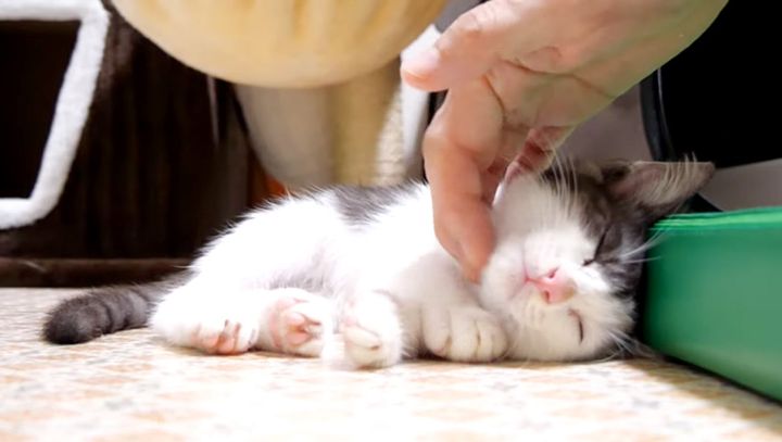 そっと目を閉じる子猫