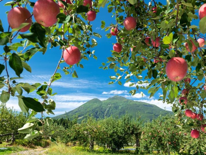 All About ニュース編集部は2025年9月22日に、全国10～70代の男女300人を対象に「都道府県のイメージ」に関するアンケート調査を実施しました。「果物が魅力的」だと思う都道府県ランキングの2位は「青森県」、1位は？