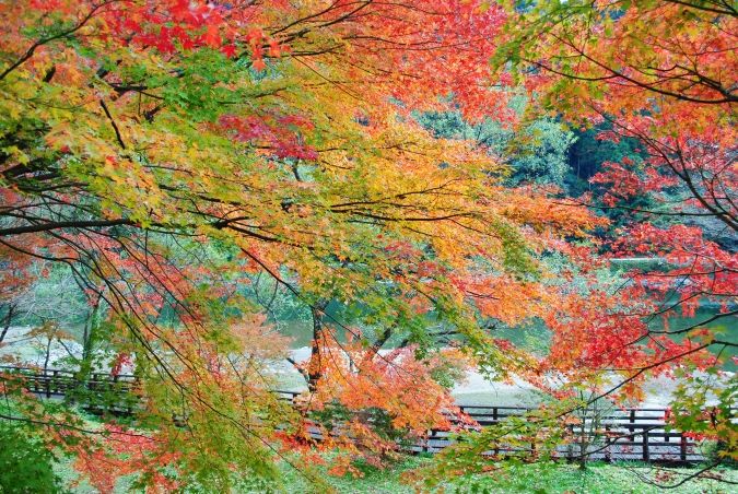 グリーンパル日向神峡