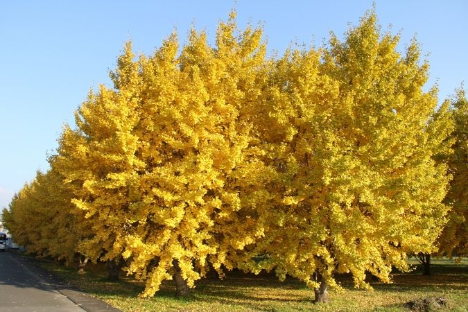 太原のイチョウ