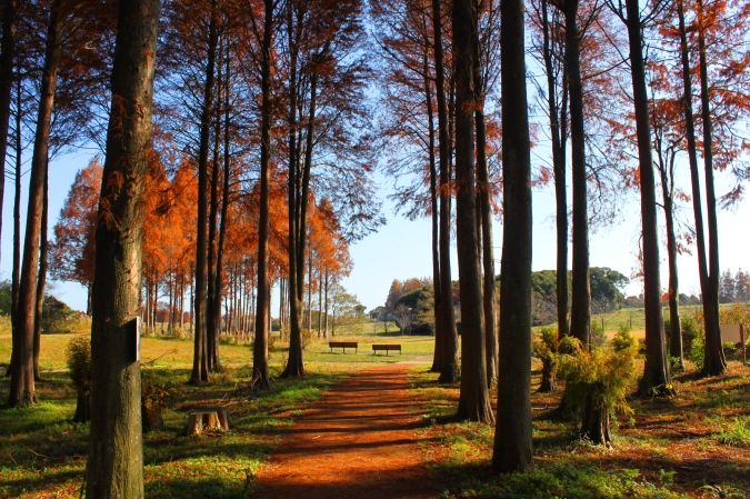 メタセの杜 紅葉