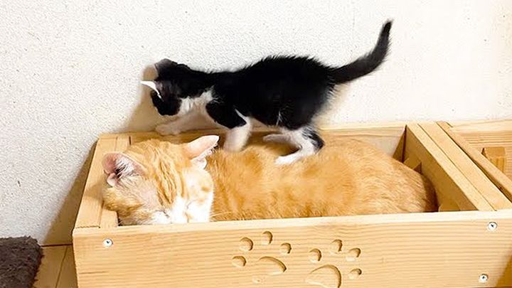 先住猫を踏んづける子猫