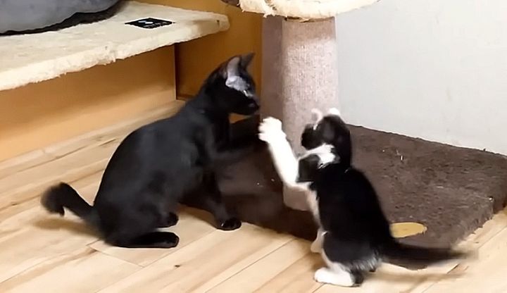 遊び回る子猫達