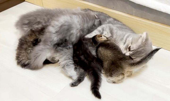 母猫に甘える子猫達