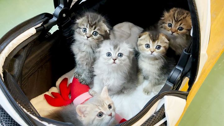 初めて病院に行った子猫達