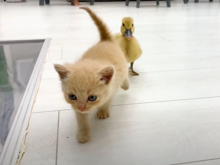 子猫の後ろには常にアヒルが…
