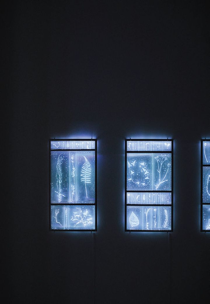 富山市ガラス美術館より、佐々木類《植物の記憶/Subtle Intimacy》