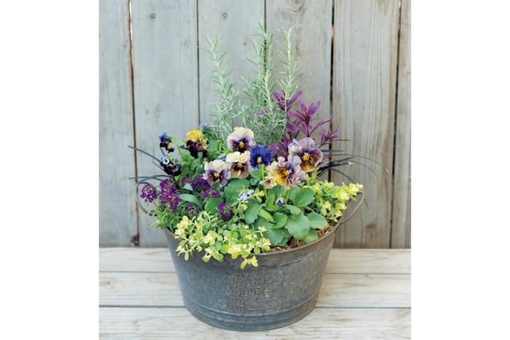 最新の品種で作る【ビオラの寄せ植え】リーフ類の組み合わせ方にも注目！