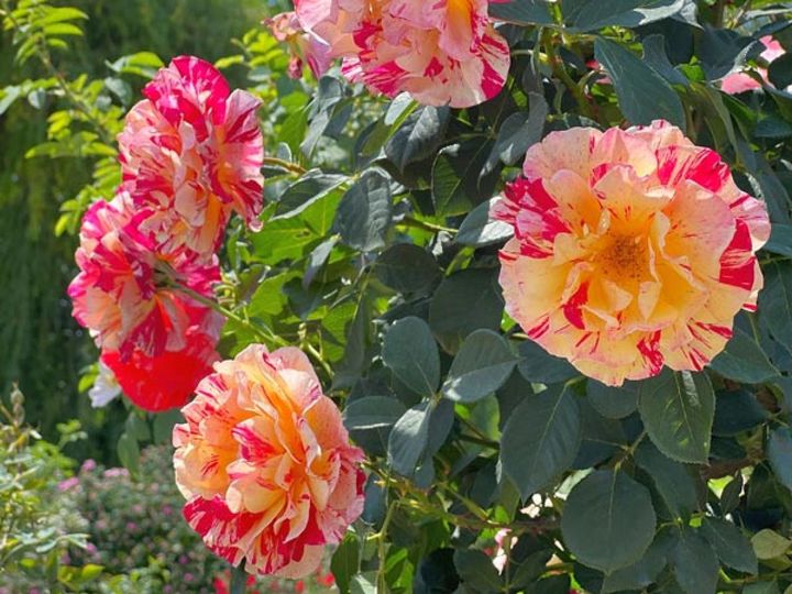 黄色とピンクの縞柄がビビッドなストライプローズ。絞りのバラは昔風の印象があったのか敬遠される時期もありましたが、フレンチローズの登場で魅力を再認識させてくれました。