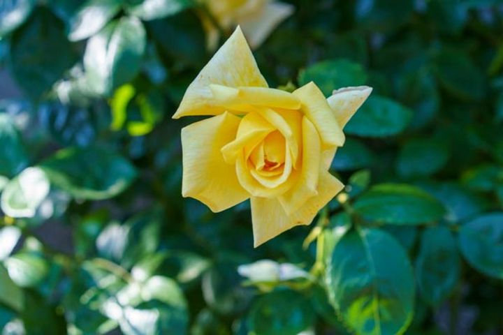 黄色の剣弁高芯咲きのバラ。ハイブリッドティーローズは一枚ずつ花弁を広げていく様子がドラマチックで心惹かれます。小ぶりでもかっちりと咲く形が秋に似つかわしい。