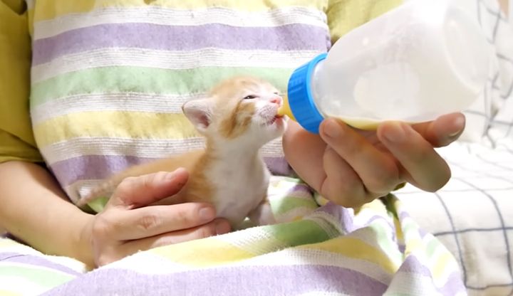 ミルクを飲む子猫