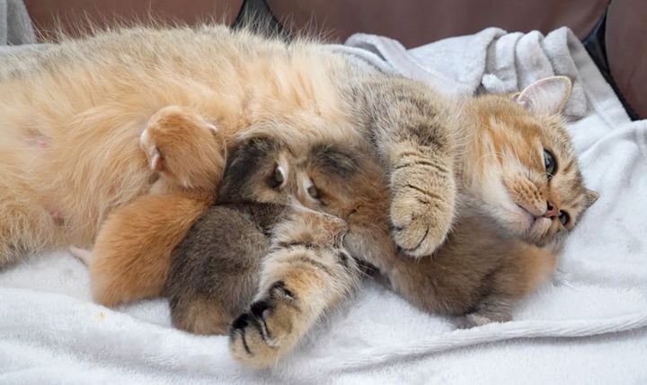 母猫のミルクを飲む子猫達