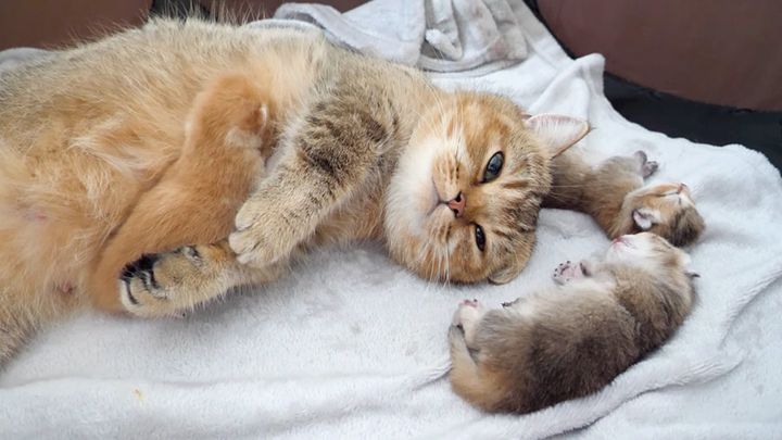 母猫のそばで眠る子猫達