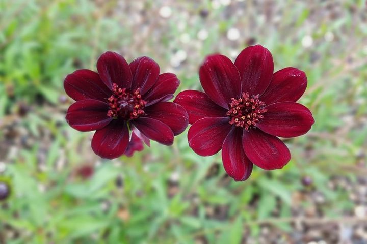 10月27日の花とは？【366日の誕生花と幸せの花言葉】