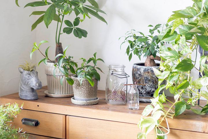 鉢やガラス瓶とインドアグリーン