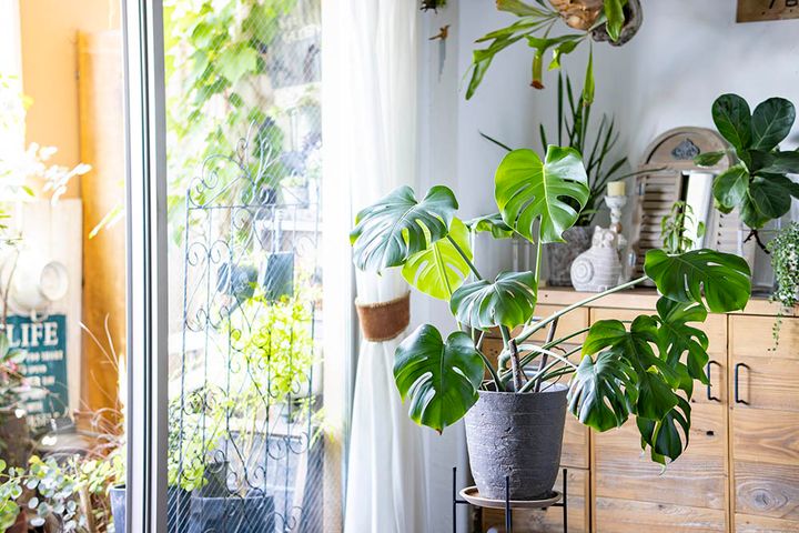 グリーンコーディネート