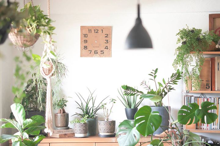 グリーンコーディネート